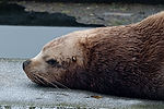 Sea Lion