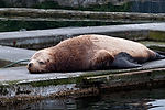 Sea Lion