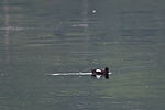 Black Guillemot