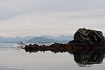 Wildlife Cruise