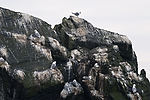Black-Legged Kittiwakes