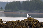 Glaucous Gull