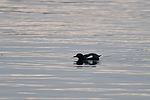 Black Guillemot