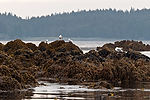 Glaucous Gulls