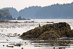 Cormorant