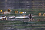 Sea Otter