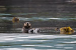 Sea Otter