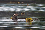 Sea Otter