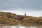 Cormorant