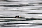 Puffin