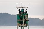 Cormorants