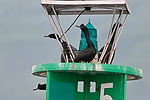 Cormorants