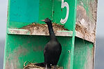 Cormorant