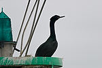Cormorant
