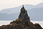 Wildlife Cruise