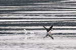 Puffin Taking Off