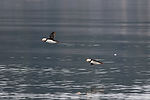 Puffins