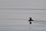 Puffin