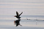 Puffin Taking Off