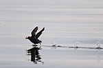 Puffin Taking Off