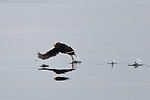 Puffin Taking Off