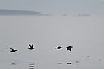 Puffins