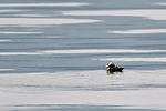 Puffin