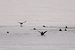 Puffins