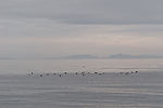 Puffins