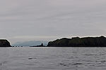 Wildlife Cruise