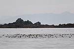 Puffins