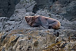 Sea Lion