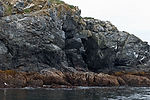 Sea Lion