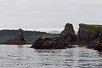 Sea Lions