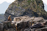 Sea Lions
