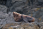 Sea Lion