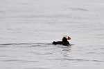 Puffin
