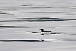Thick-Billed Murre