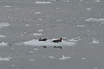 Seals