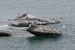 Cruising Hubbard Glacier