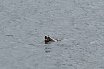 Seal Eating