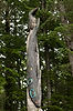 Sitka Park's Totem Trail