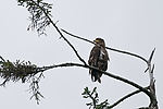 Immature Bald Eagle