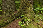 Sitka National Historical Park