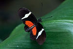 Mexican Heliconian