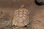 Tortoise