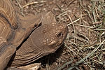 Tortoise
