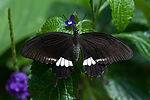 Common Mormon