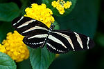 Zebra Longwing