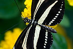 Zebra Longwing